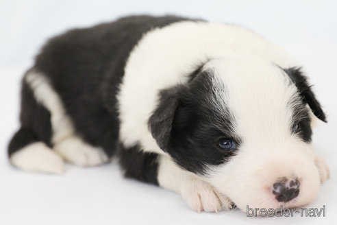 成約済の神奈川県のボーダーコリー-304591の2枚目